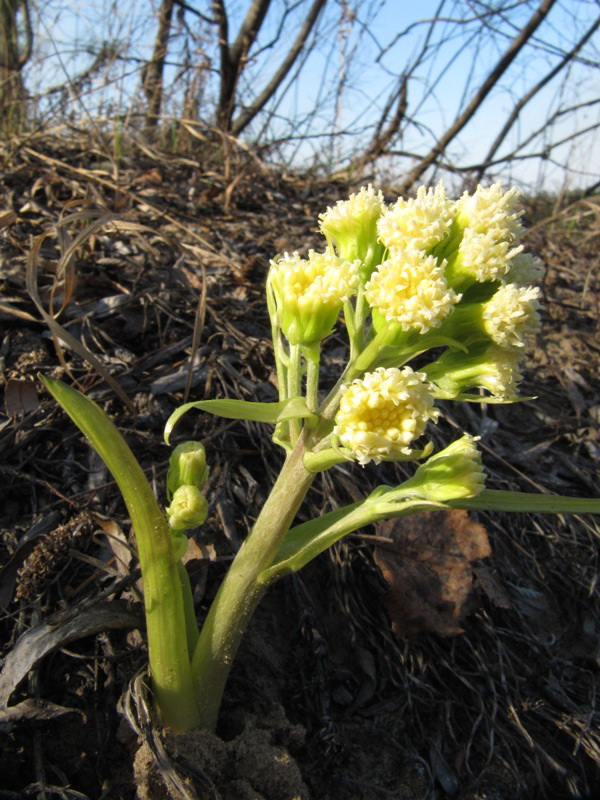 Image of Petasites spurius specimen.