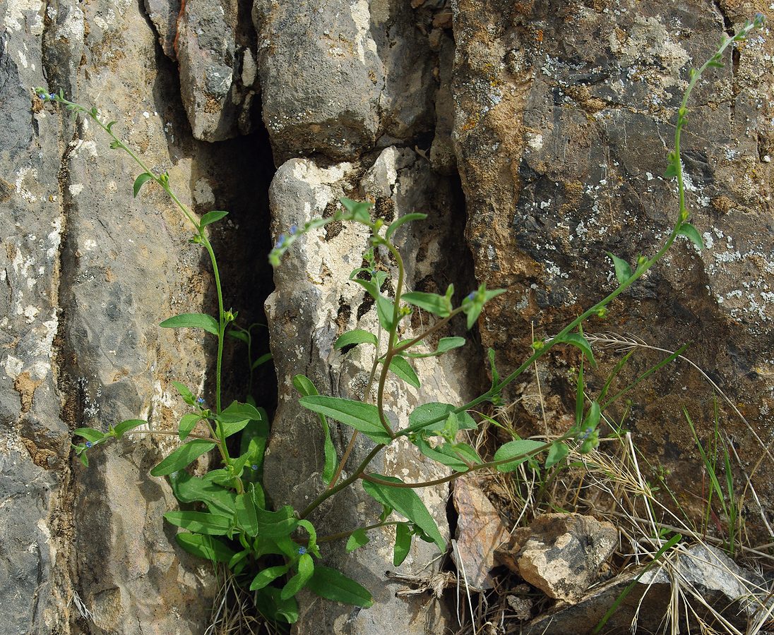 Image of Lappula sinaica specimen.