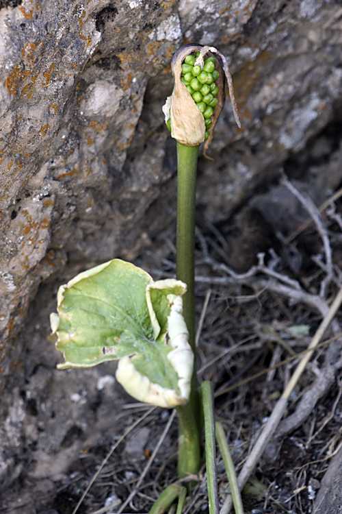 Image of Arum korolkowii specimen.