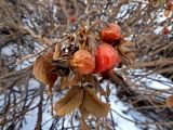 Rosa rugosa