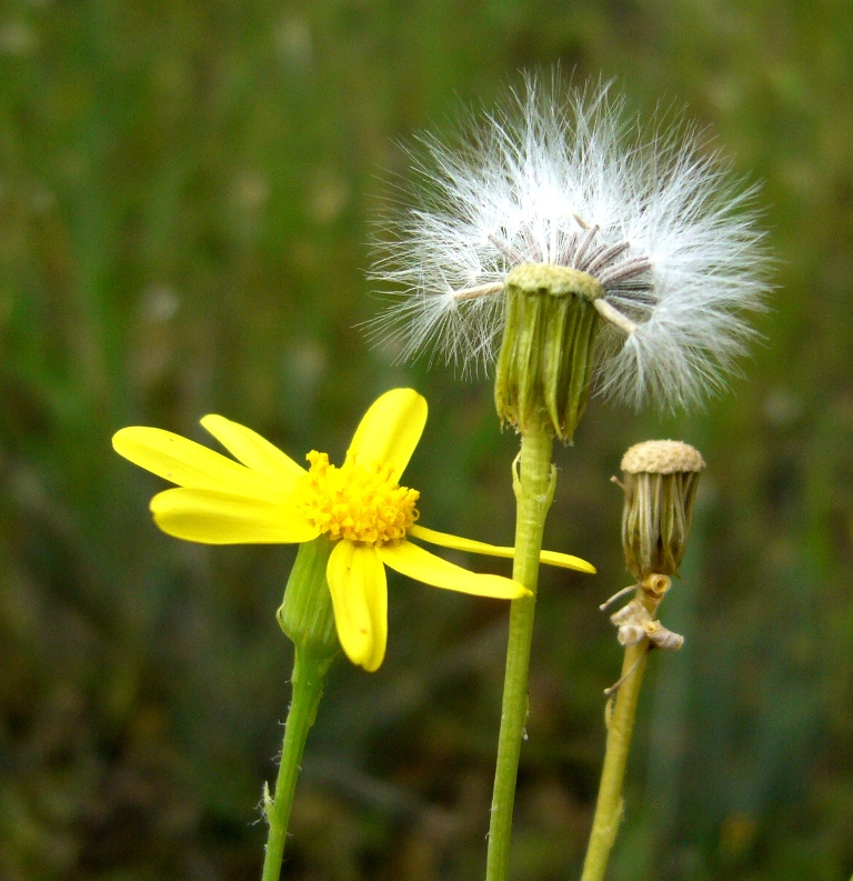 Image of Senecio subdentatus specimen.