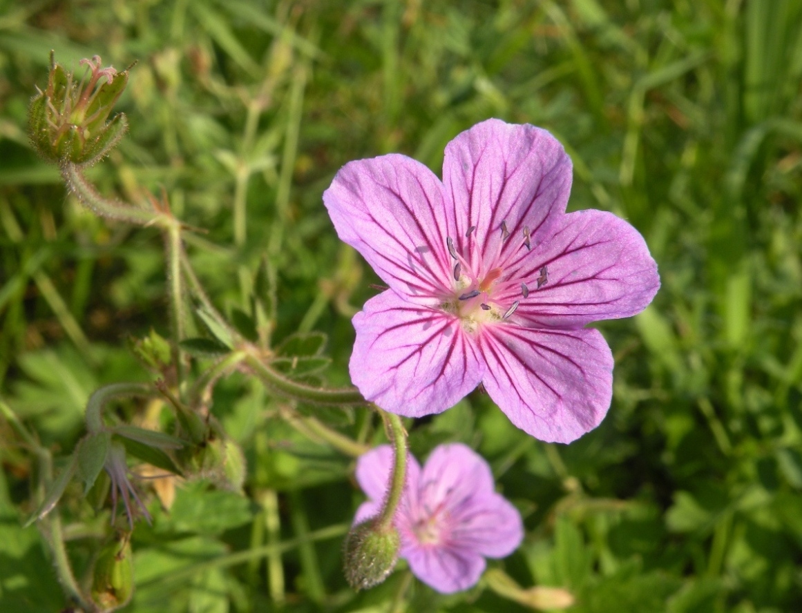 Image of Geranium collinum specimen.