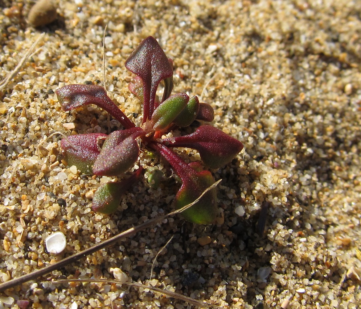 Изображение особи Rumex bucephalophorus ssp. hispanicus.