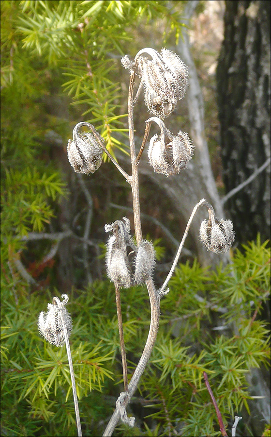 Image of Campanula komarovii specimen.