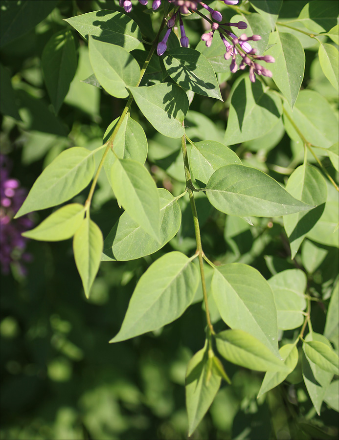 Изображение особи Syringa persica.