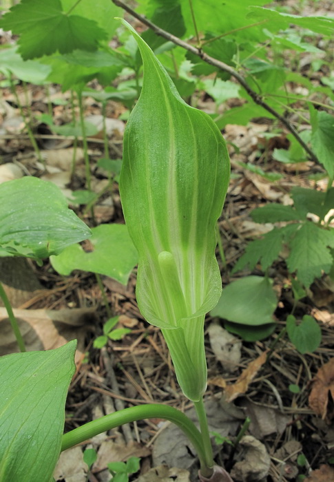 Image of Arisaema amurense specimen.