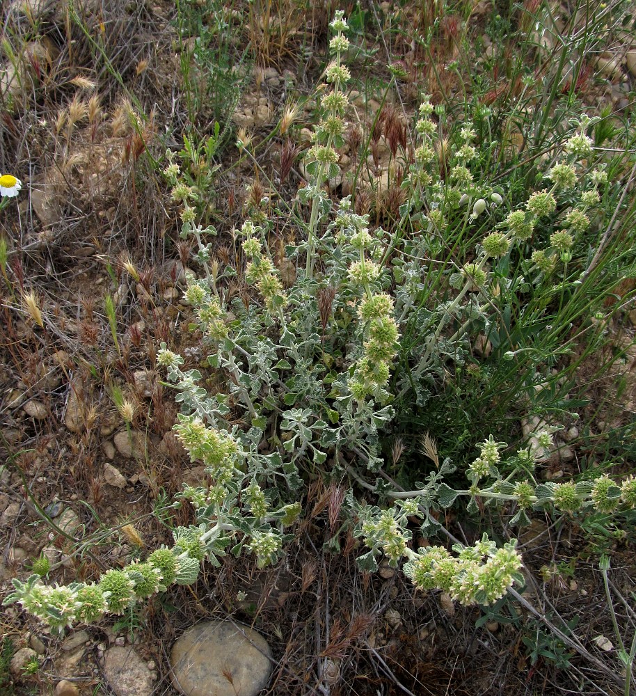 Image of Marrubium vulgare specimen.