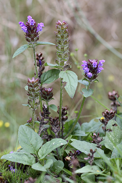 Изображение особи Prunella vulgaris.