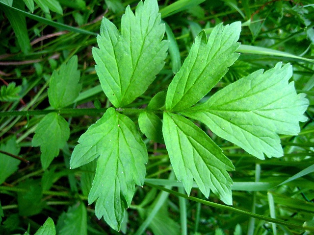 Image of Geum aleppicum specimen.