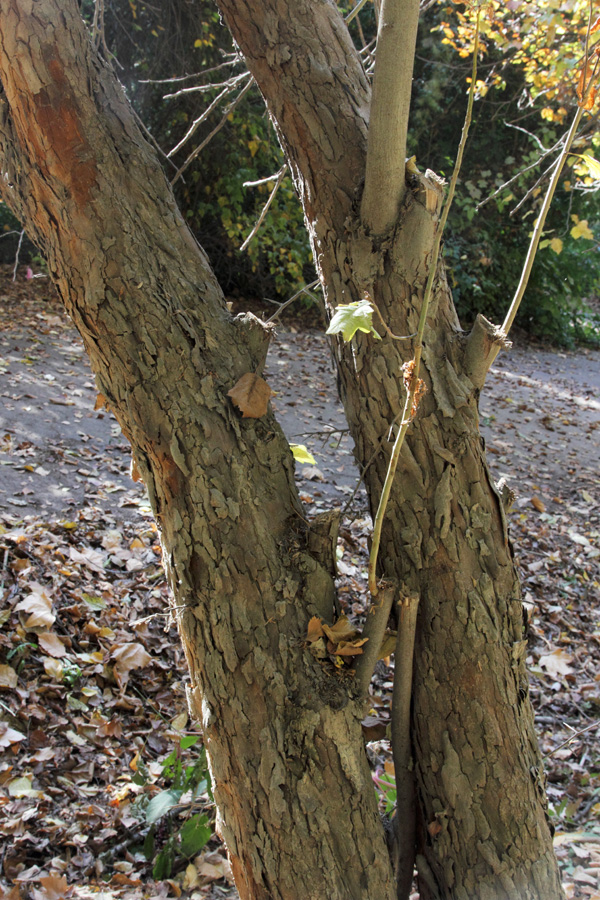 Image of Crataegus coccinioides specimen.