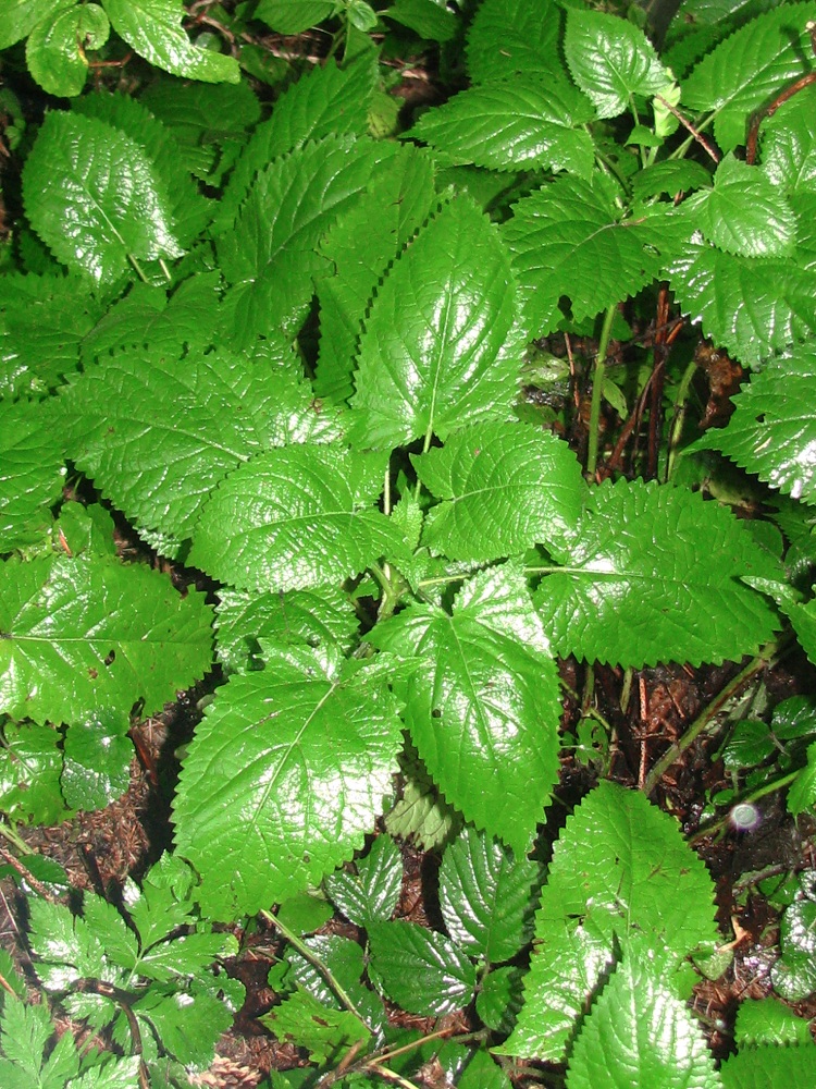 Image of Salvia glutinosa specimen.