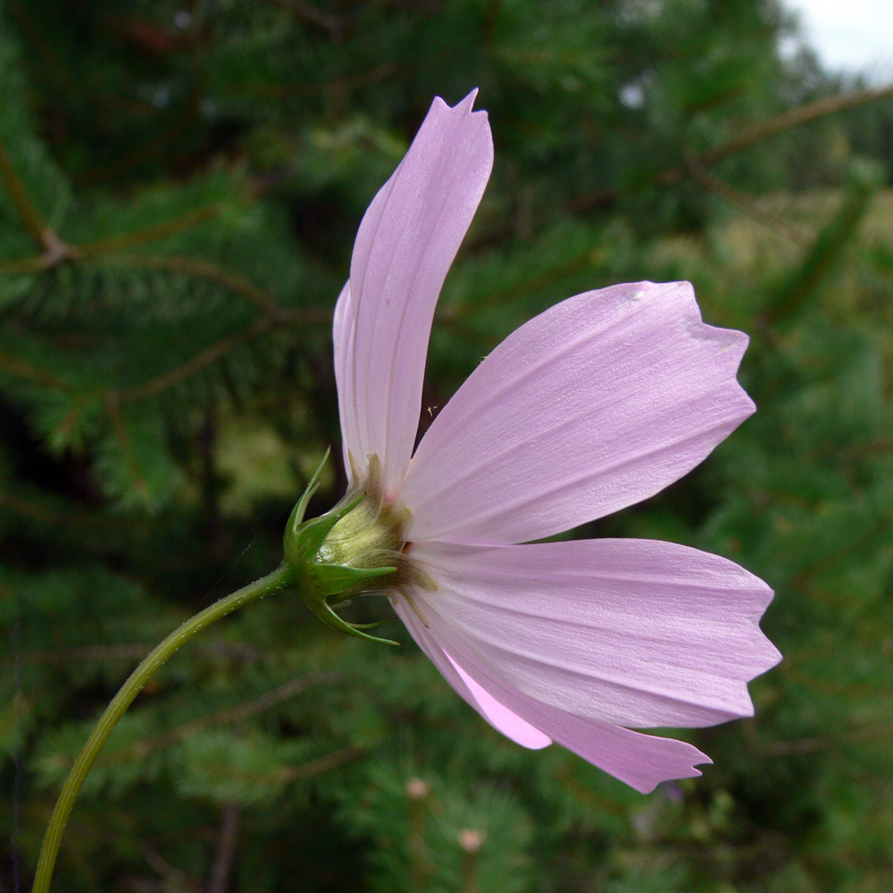 Изображение особи Cosmos bipinnatus.