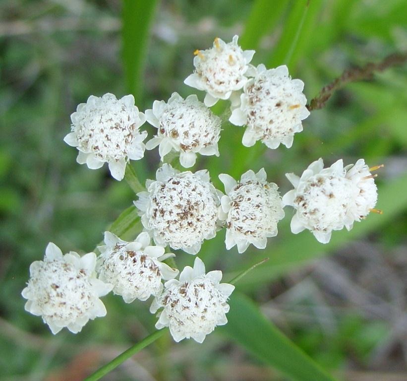 Изображение особи Antennaria dioica.