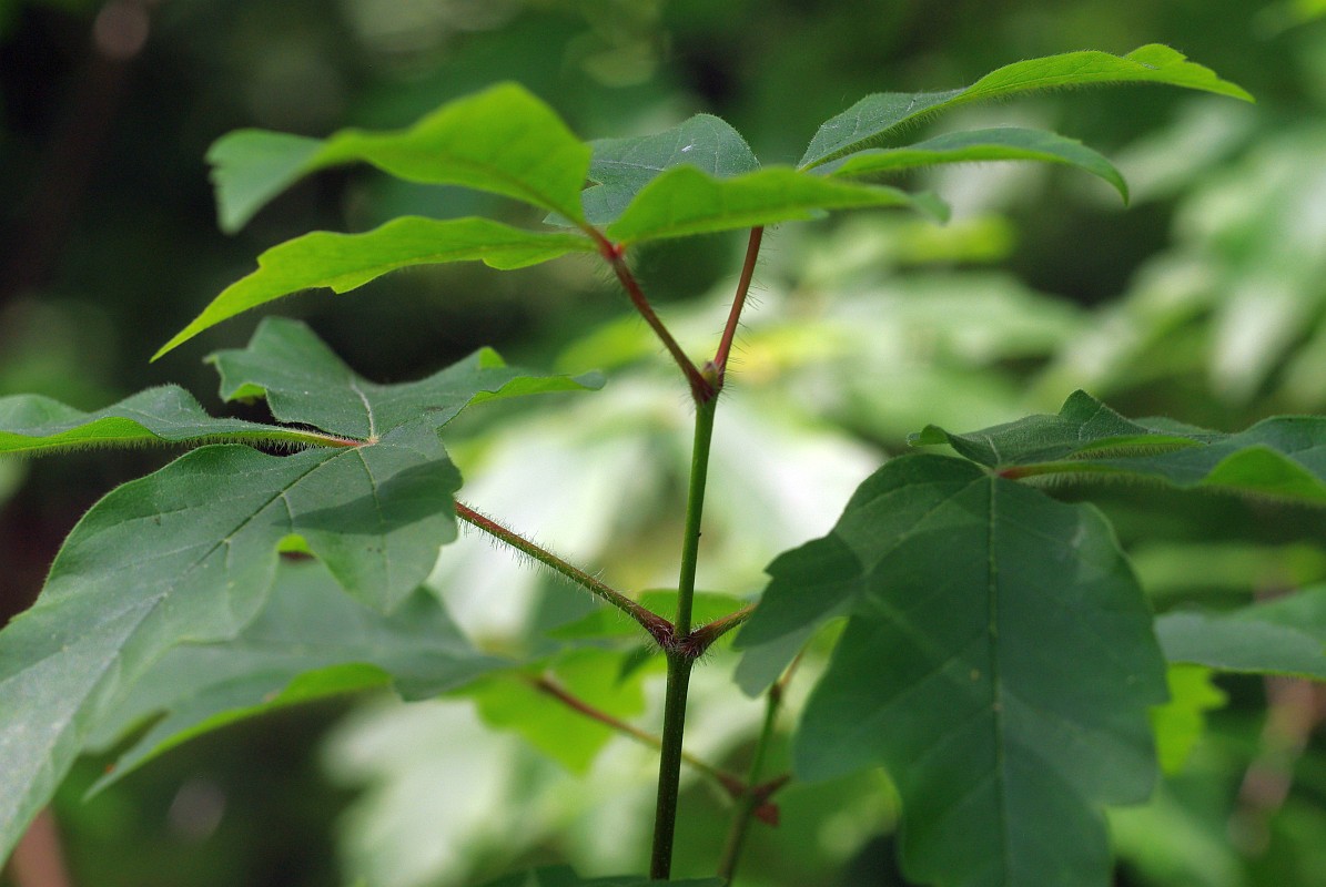 Image of Acer griseum specimen.