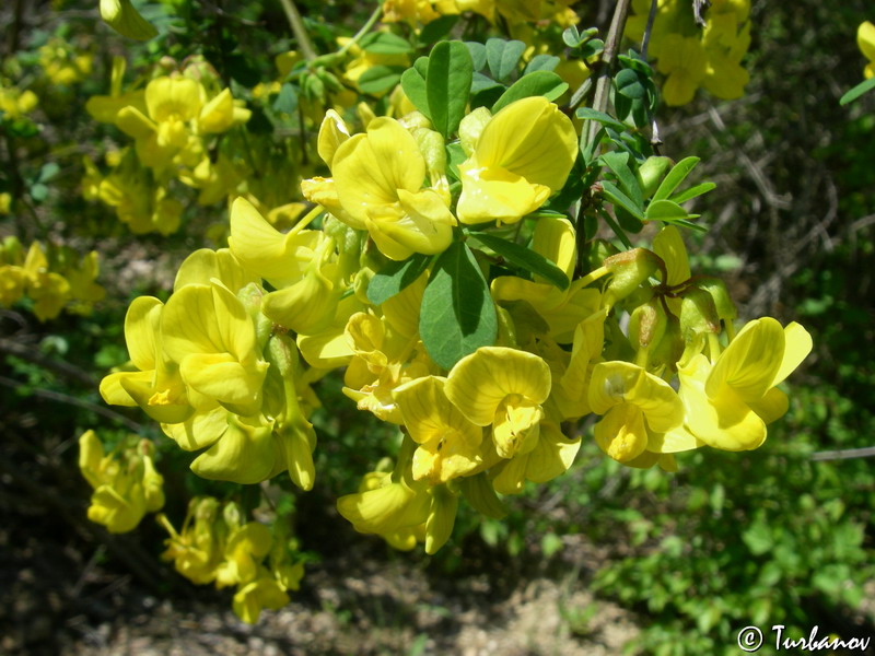 Image of Hippocrepis emeroides specimen.