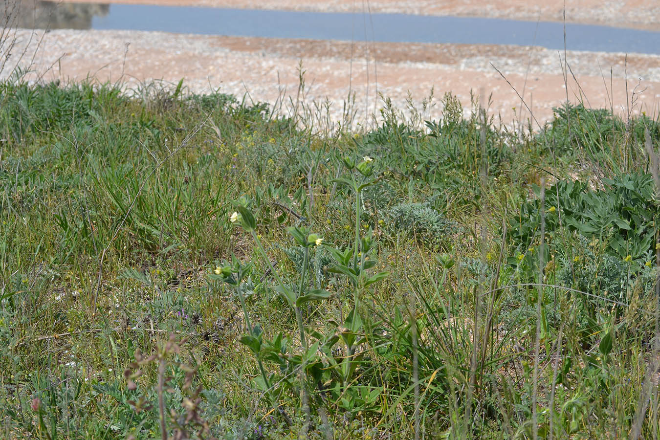 Image of Melandrium latifolium specimen.