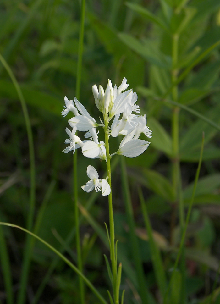 Image of Polygala major specimen.