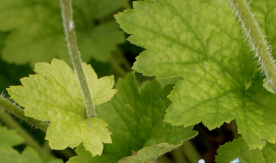 Image of Tellima grandiflora specimen.