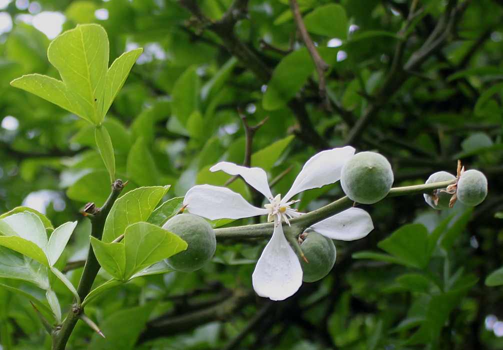 Image of Poncirus trifoliata specimen.