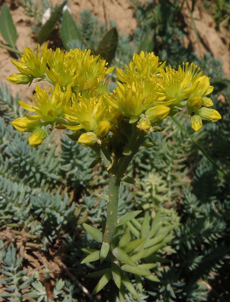 Image of Sedum reflexum specimen.