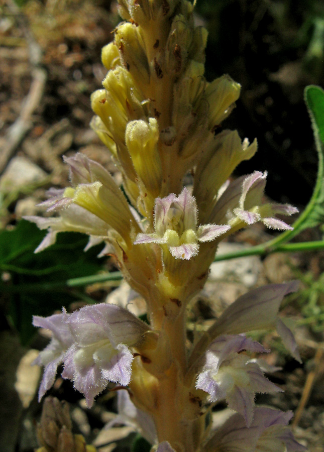 Image of Phelipanche gussoneana specimen.