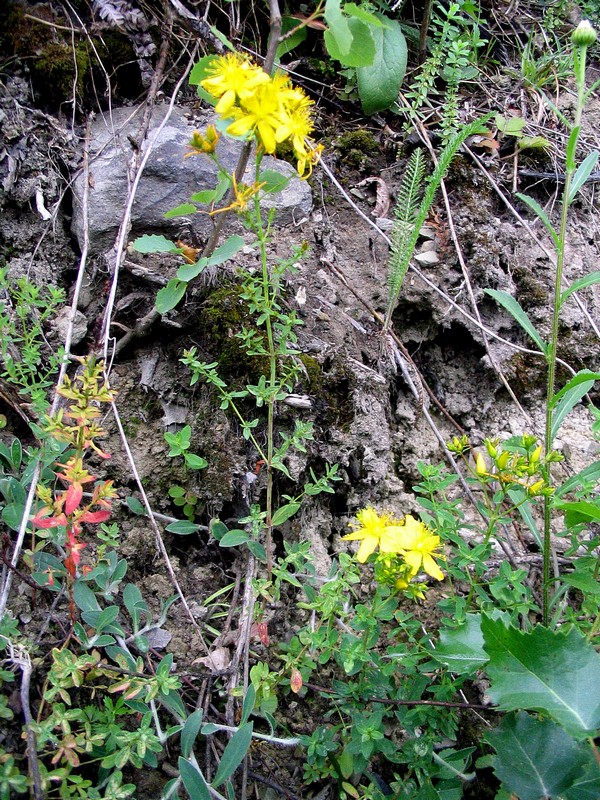 Image of Hypericum perforatum specimen.