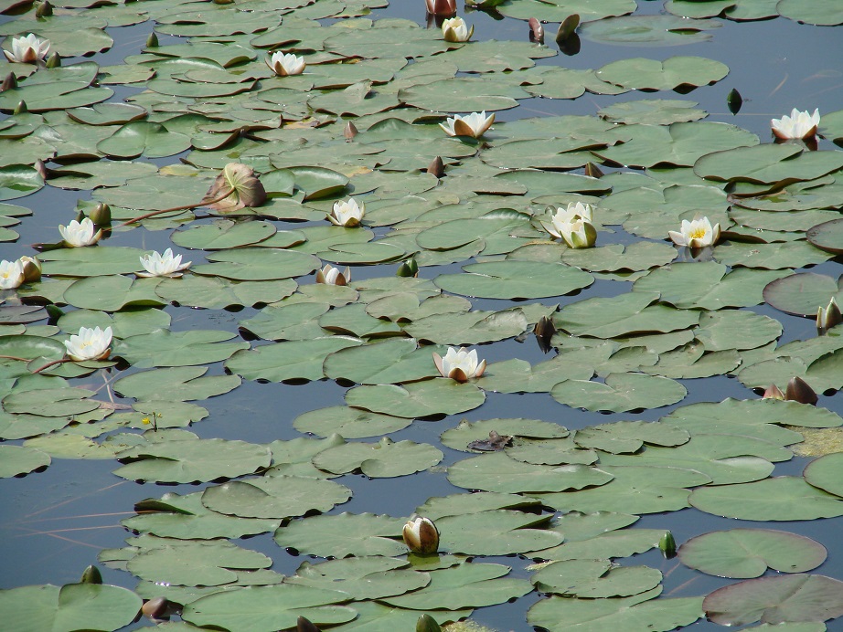 Image of Nymphaea candida specimen.