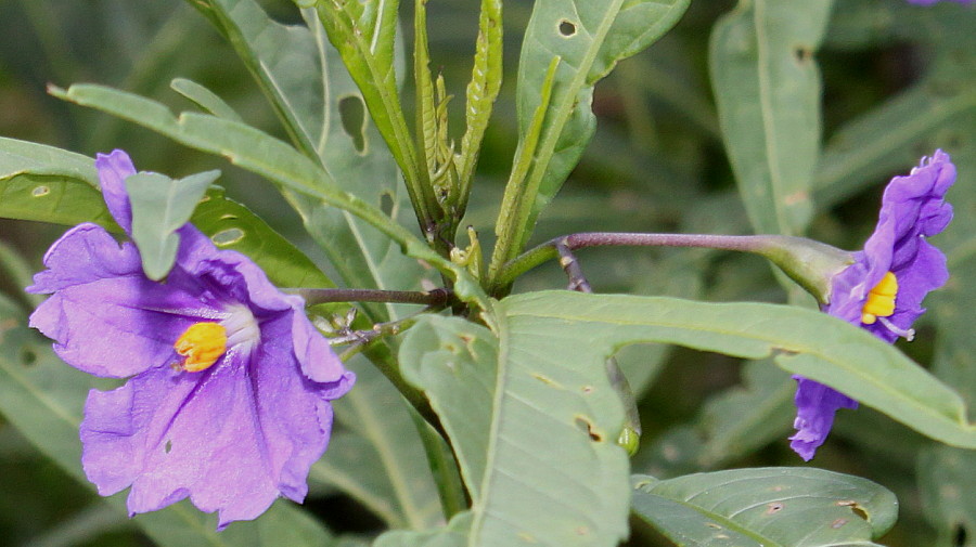 Image of Solanum laciniatum specimen.