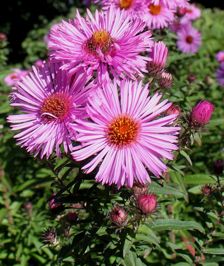 Image of Symphyotrichum novae-angliae specimen.