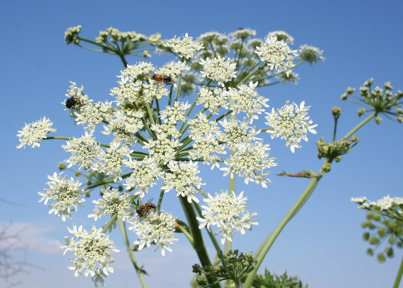 Image of Heracleum dissectum specimen.