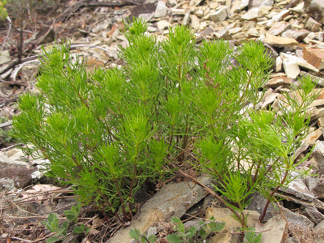 Image of Veronica filifolia specimen.