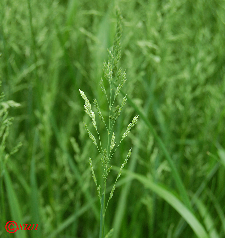 Image of Poa pratensis specimen.