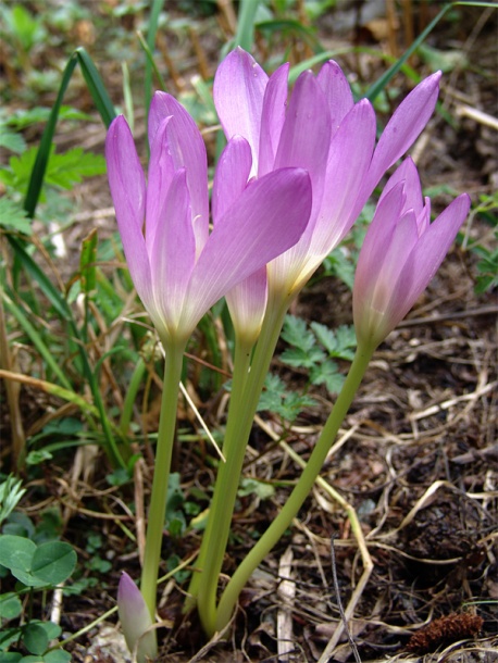 Image of Colchicum speciosum specimen.