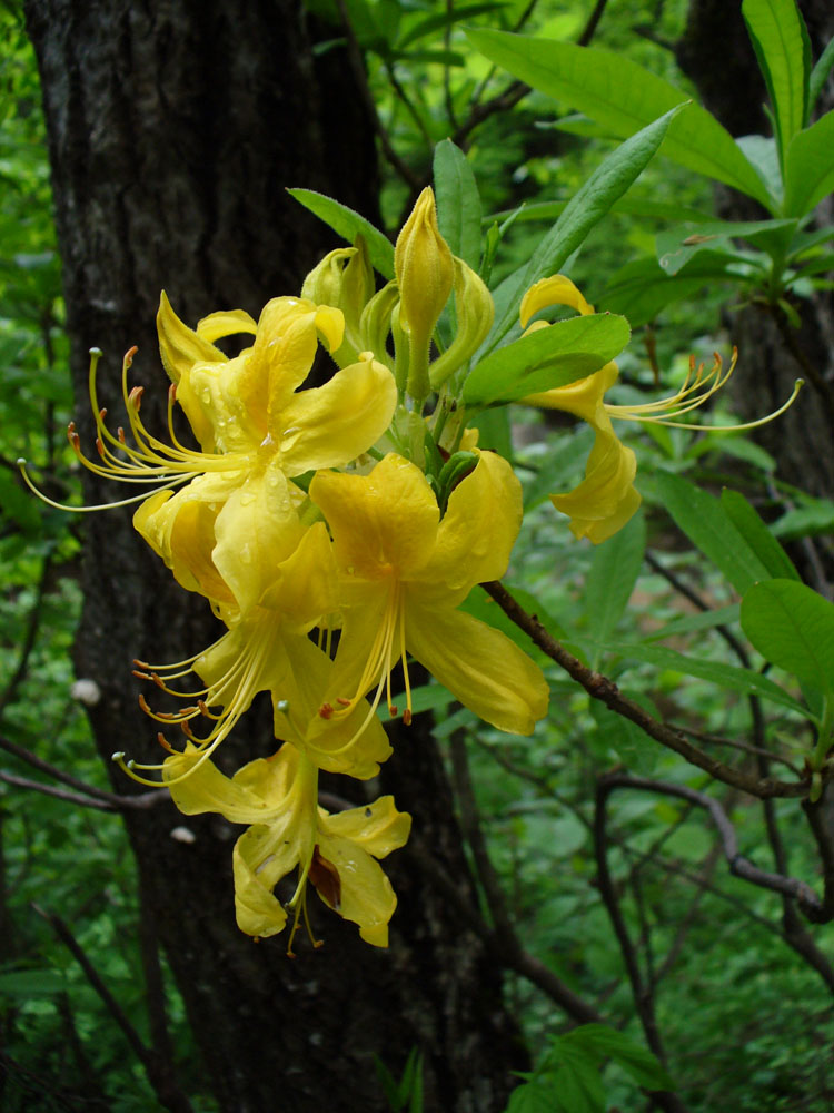 Image of Rhododendron luteum specimen.