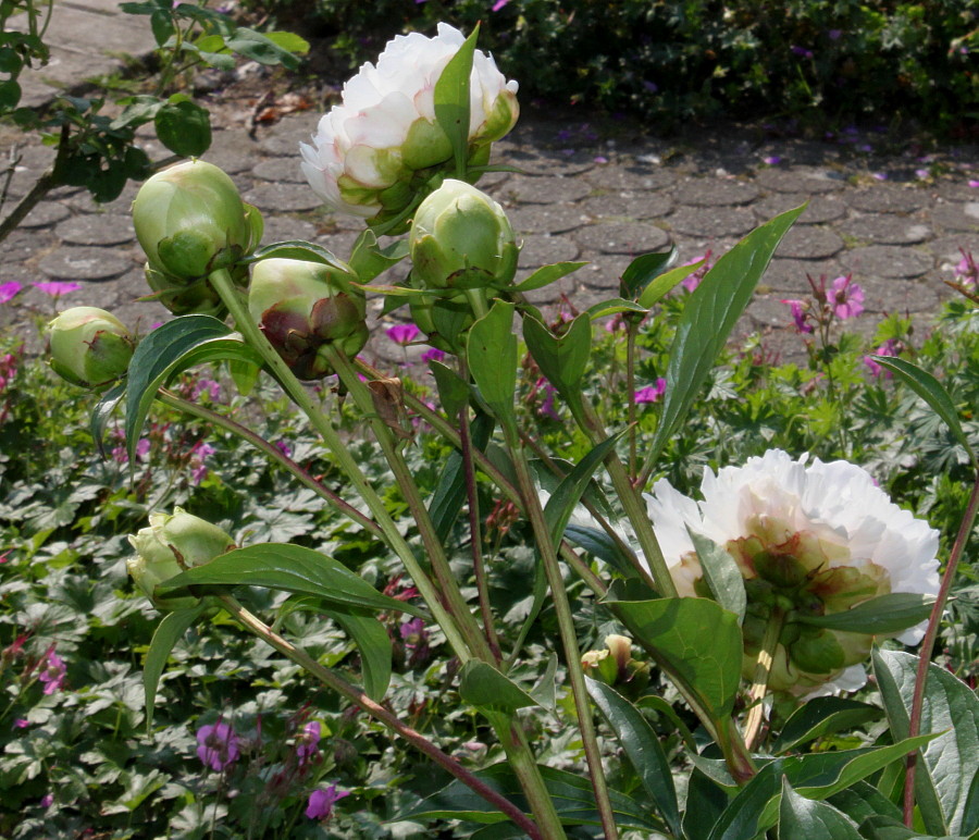 Изображение особи Paeonia lactiflora.