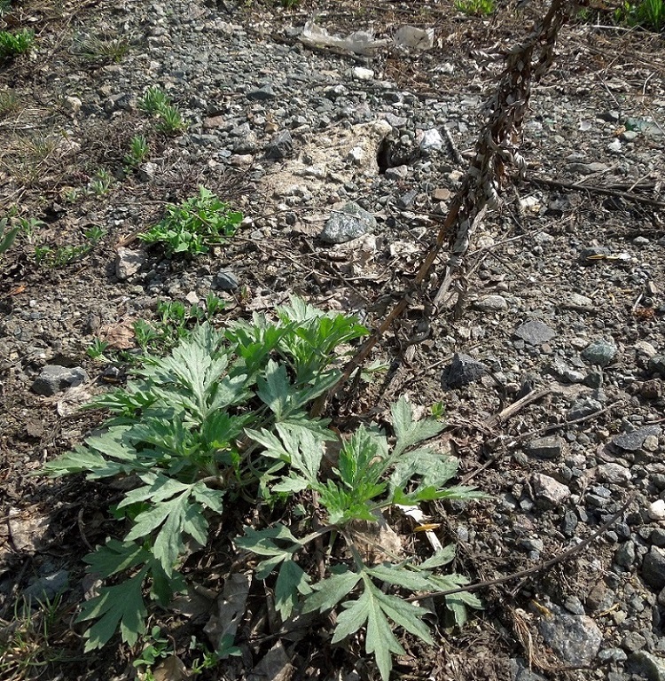 Image of Artemisia vulgaris specimen.