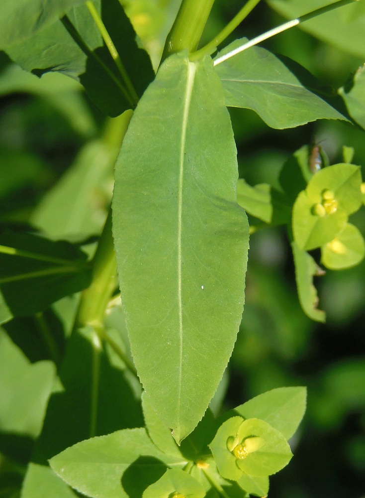 Image of Euphorbia stricta specimen.