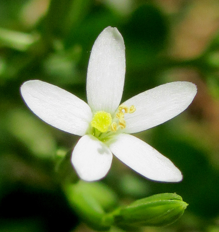 Image of Centaurium meyeri specimen.