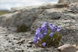 Campanula rotundifolia. Цветущее растение среди прибрежных песчаников. Мурманская обл., п-ов Средний, мыс Земляной. 29.07.2014.