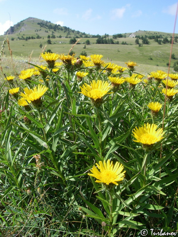 Image of Inula ensifolia specimen.