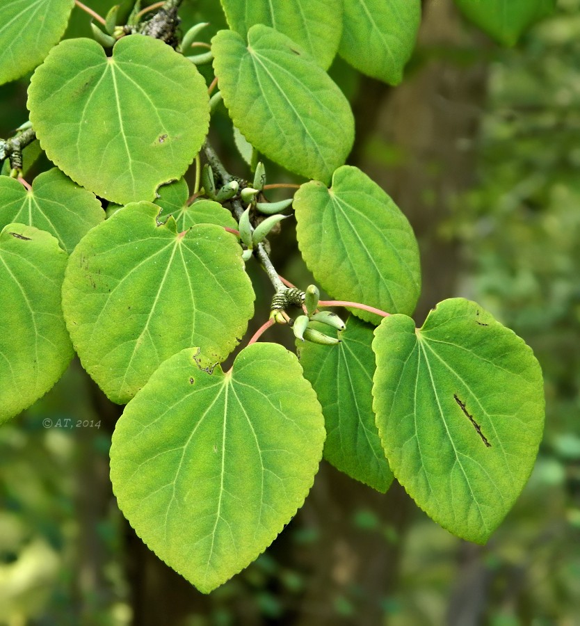 Image of Cercidiphyllum magnificum specimen.