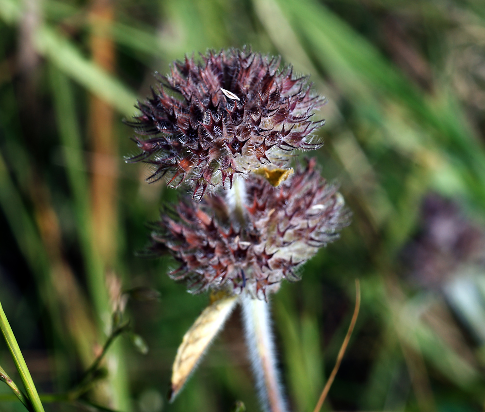 Image of Clinopodium vulgare specimen.