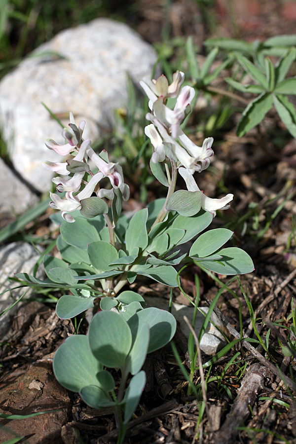 Изображение особи Corydalis ledebouriana.