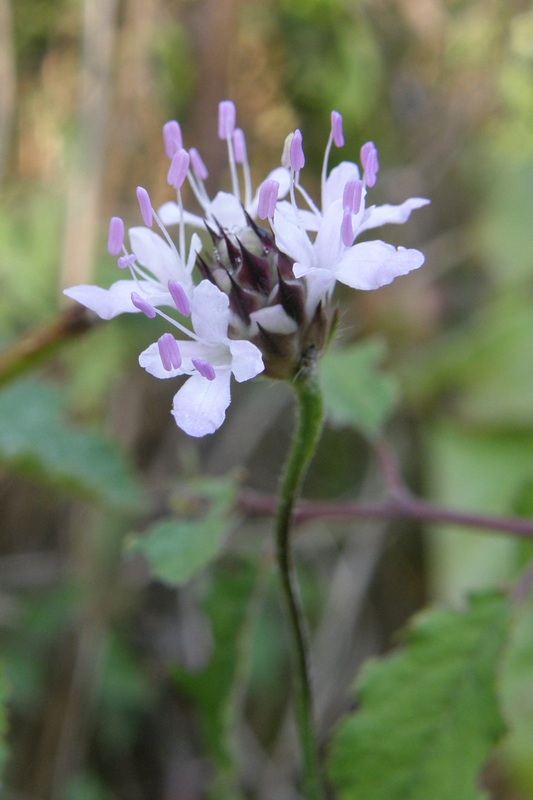 Image of Cephalaria transsylvanica specimen.