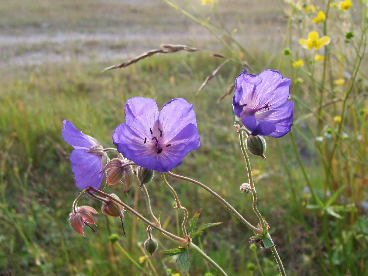 Image of Geranium pratense specimen.