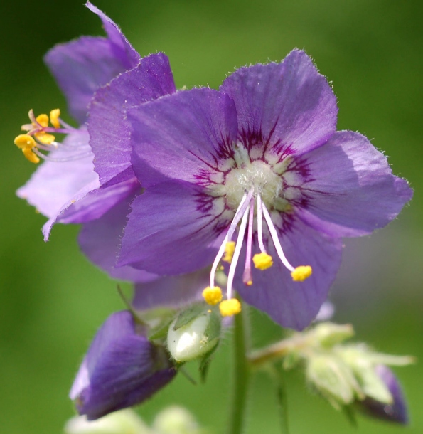 Изображение особи Polemonium laxiflorum.