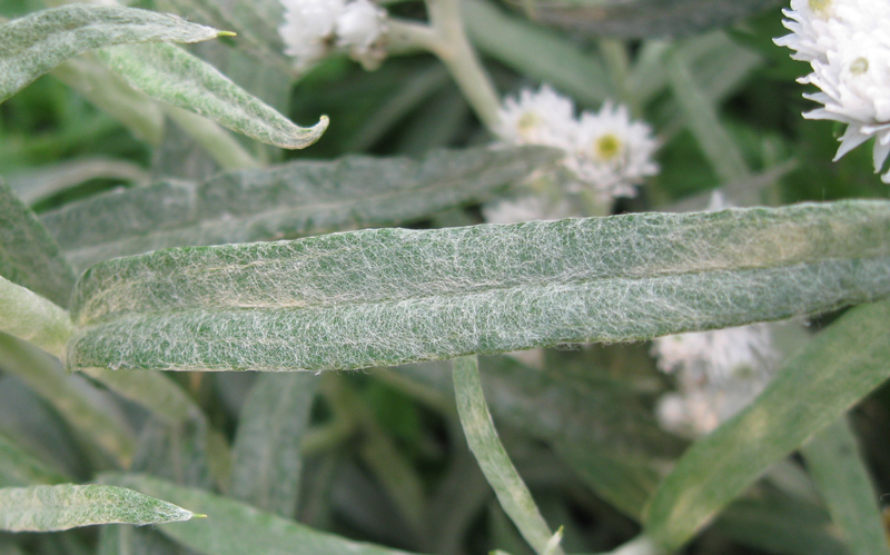 Изображение особи Anaphalis margaritacea.