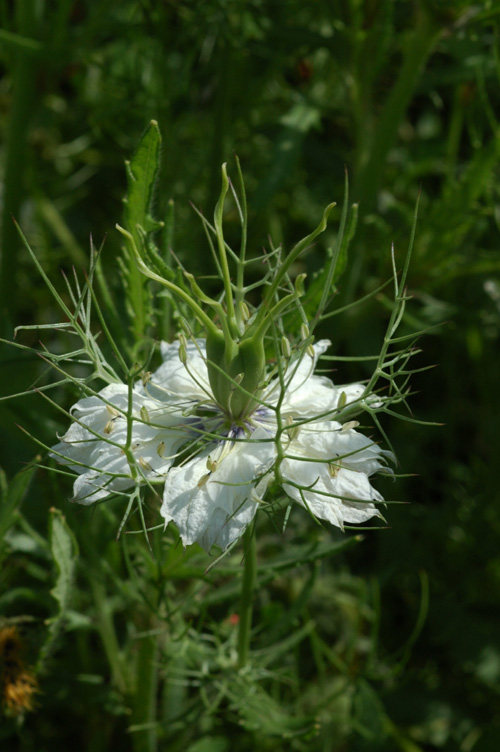 Изображение особи Nigella damascena.