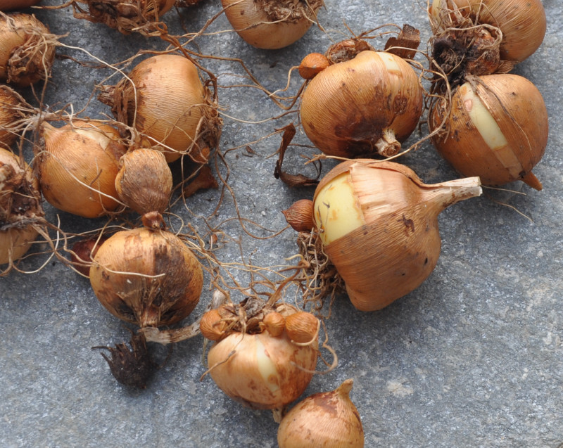 Image of Gladiolus italicus specimen.