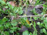 Nasturtium officinale